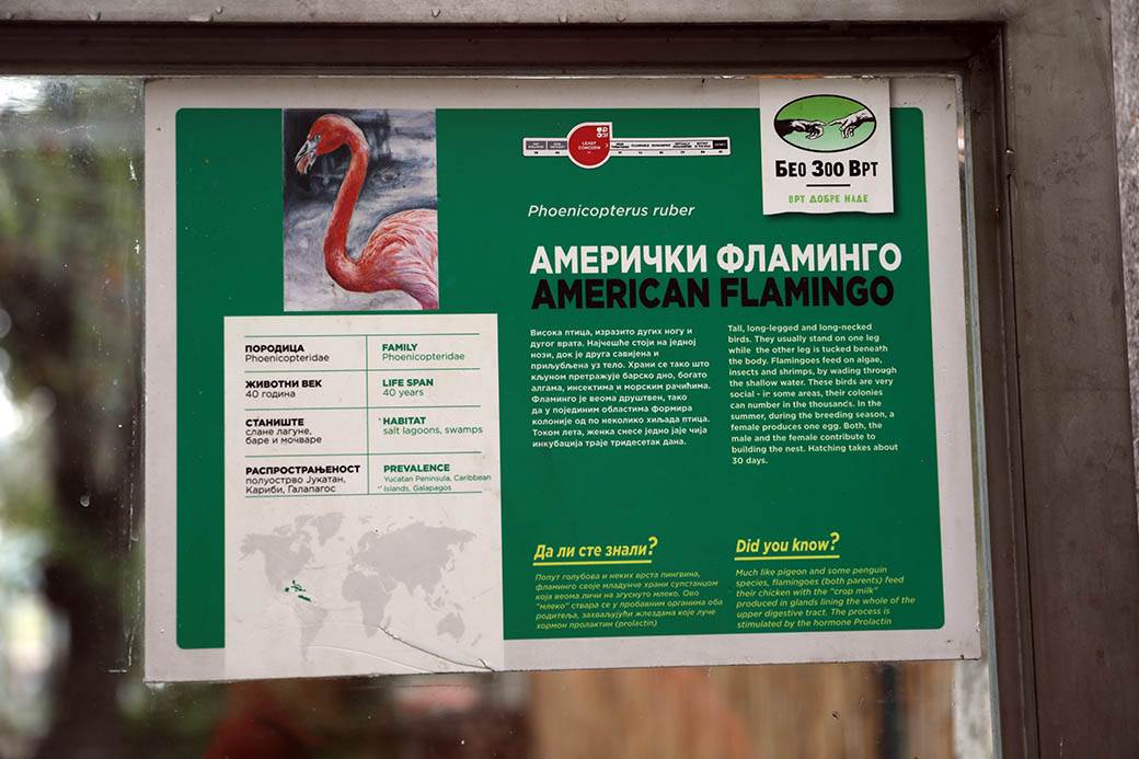 Albanija-flamingosi-korona virus