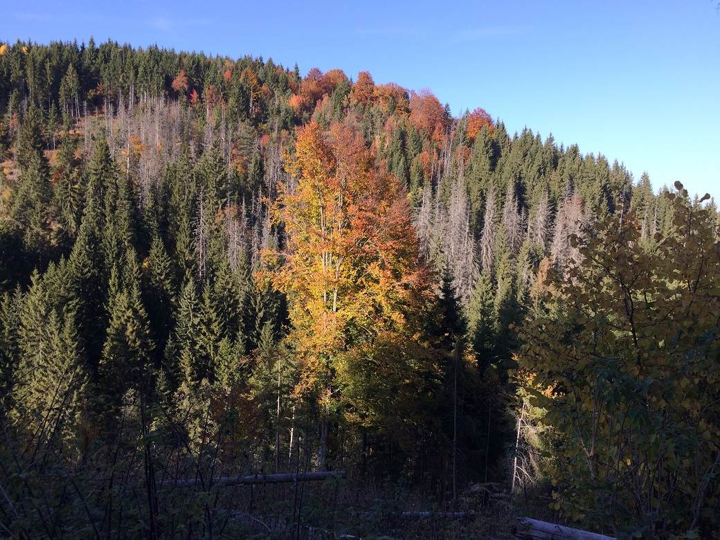 Šta posetiti u Srbiji - selo Rudno, Golija