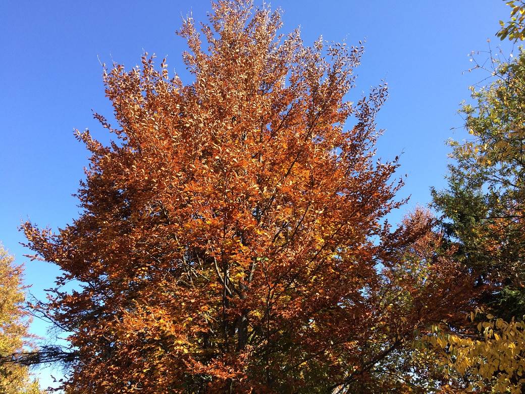 Šta posetiti u Srbiji - selo Rudno, Golija