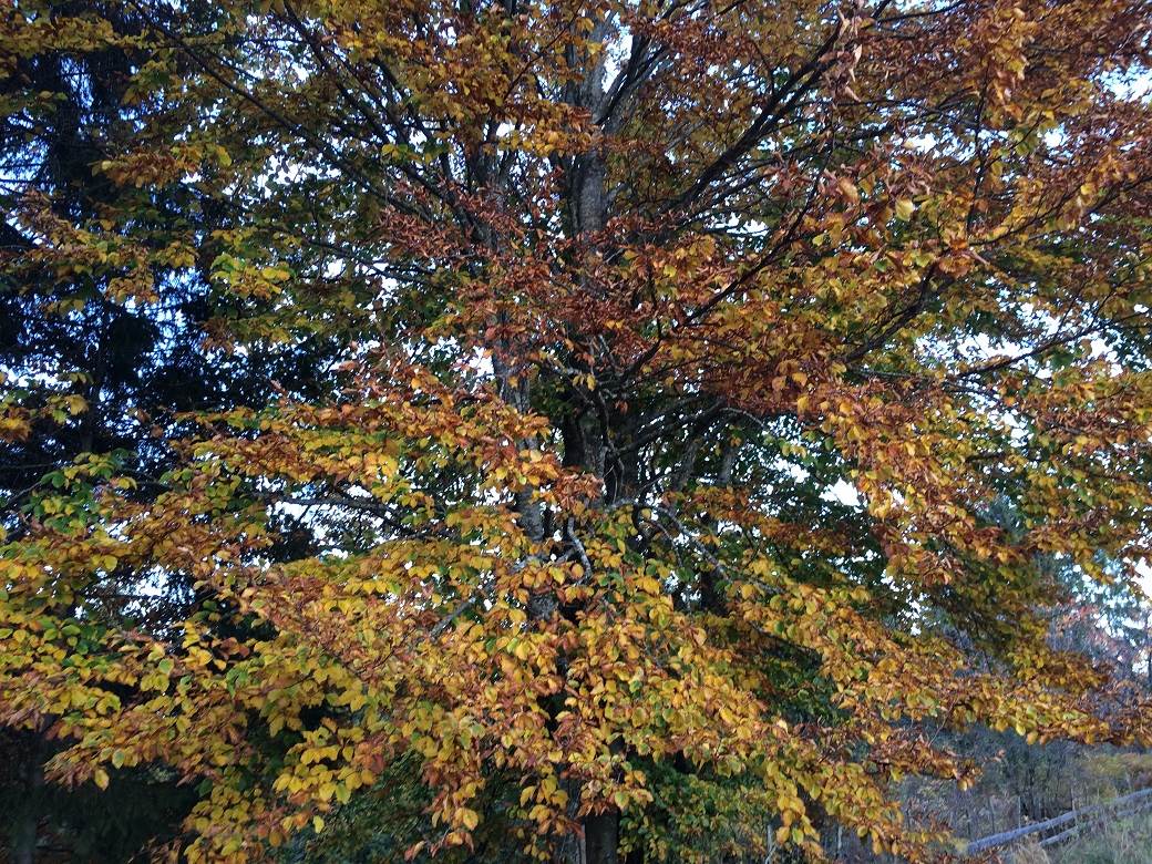 Šta posetiti u Srbiji - selo Rudno, Golija