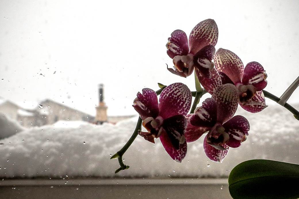 Sneg u martu - padaće i sutra