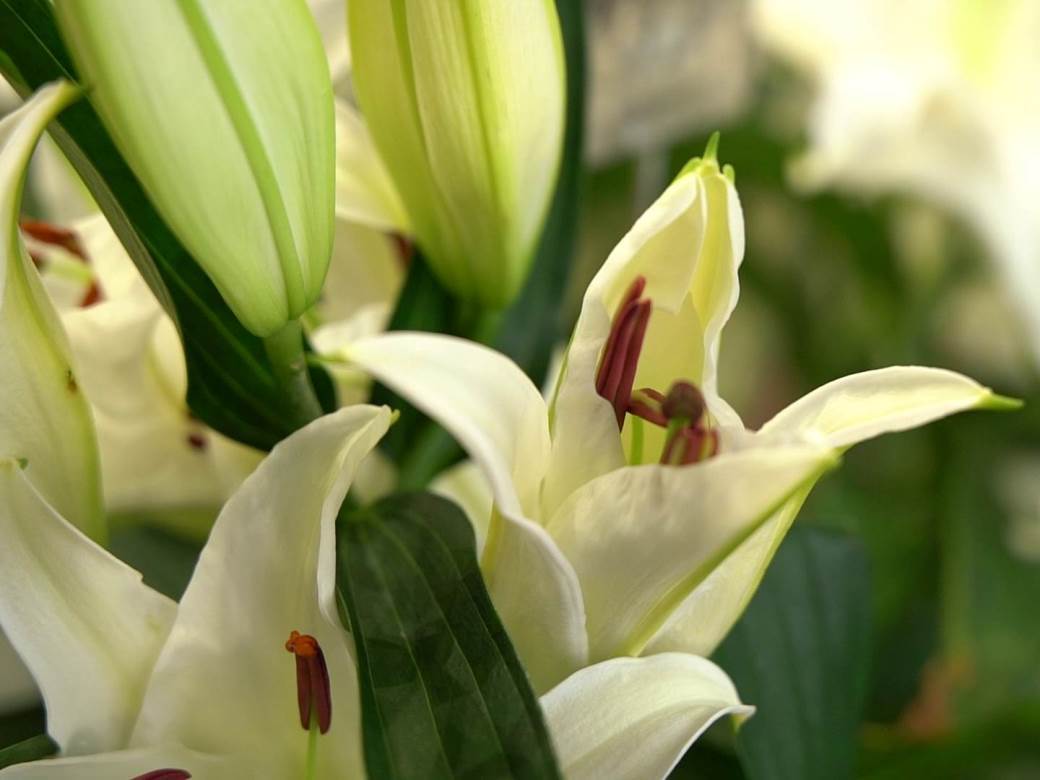 Novosadski cvećari poklanjaju cveće medicinskim radnicima