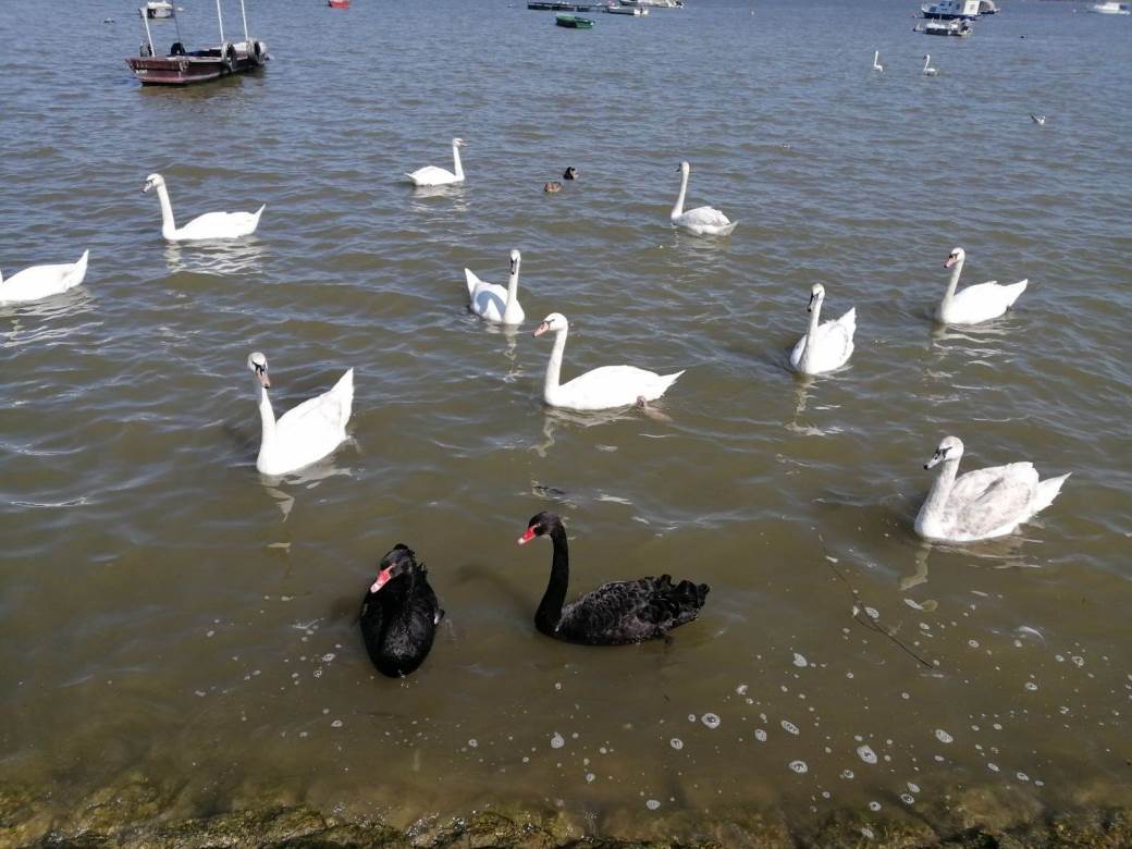 Labudovi na Dunavu crni labud