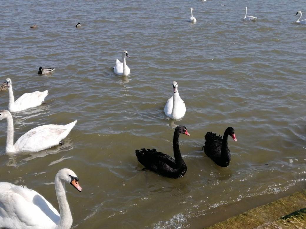 Labudovi na Dunavu crni labud