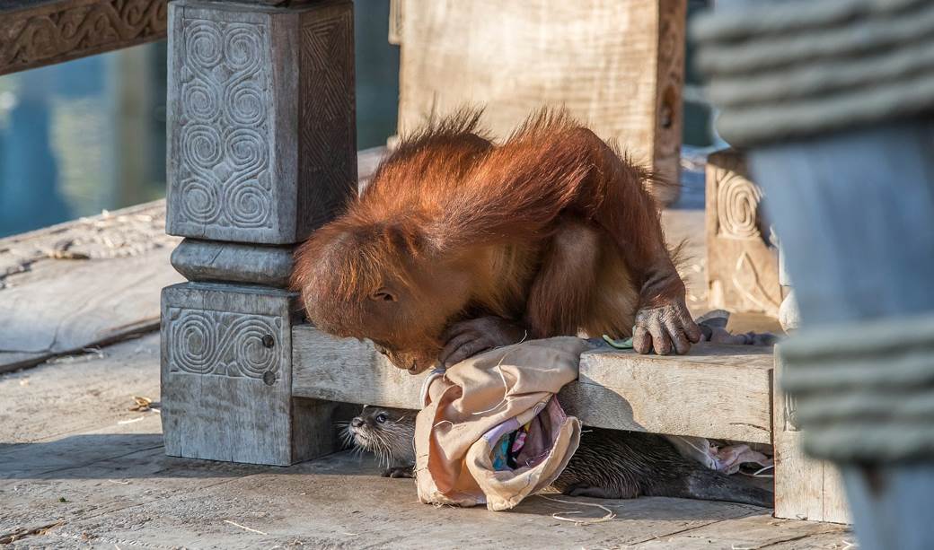 Korona virus najnovije vesti korona virus životinje orangutan i vidre