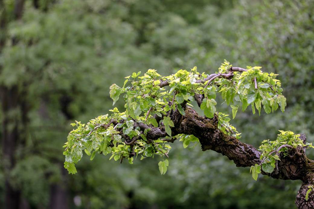 Proleće u Beogradu: Parkovi nikad lepši za vreme vanrednog stanja FOTOGRAFIJE