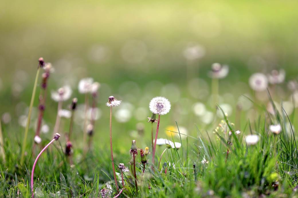 Proleće u Beogradu: Parkovi nikad lepši za vreme vanrednog stanja FOTOGRAFIJE