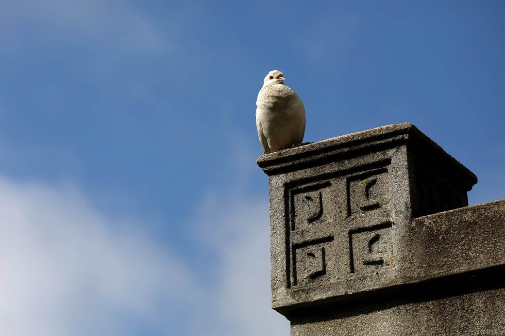 Proleće u Beogradu: Parkovi nikad lepši za vreme vanrednog stanja FOTOGRAFIJE