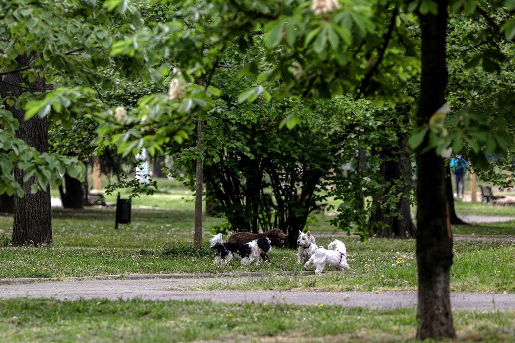 Proleće u Beogradu: Parkovi nikad lepši za vreme vanrednog stanja FOTOGRAFIJE