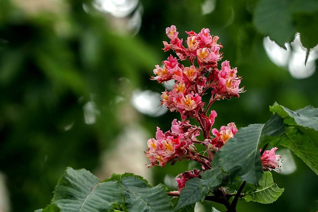 Proleće u Beogradu: Parkovi nikad lepši za vreme vanrednog stanja FOTOGRAFIJE