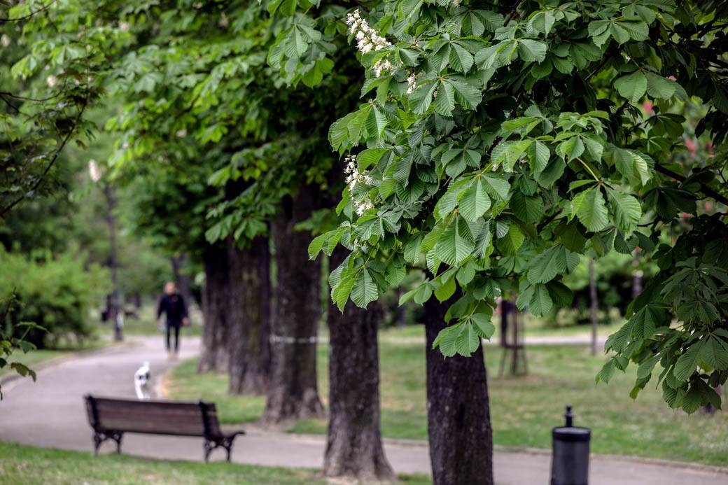 Proleće u Beogradu: Parkovi nikad lepši za vreme vanrednog stanja FOTOGRAFIJE