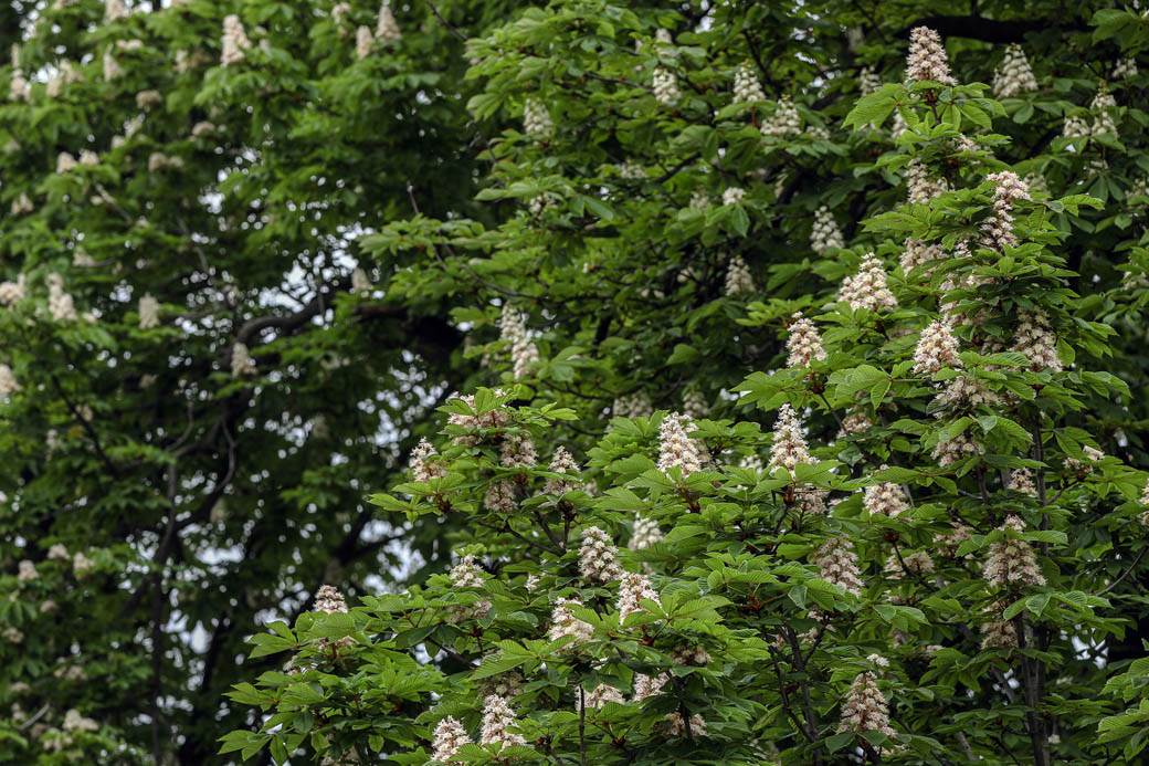Proleće u Beogradu: Parkovi nikad lepši za vreme vanrednog stanja FOTOGRAFIJE