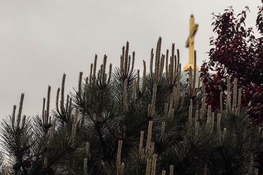 Proleće u Beogradu: Parkovi nikad lepši za vreme vanrednog stanja FOTOGRAFIJE