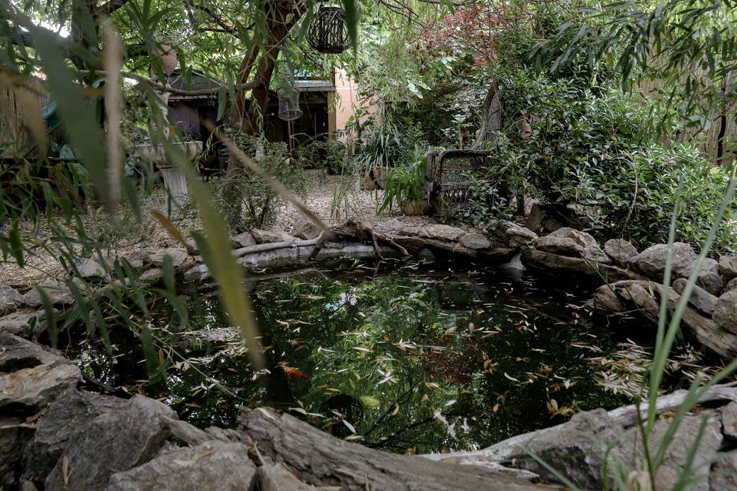 Dušan Džakić vrt koji podseća na džunglu usred Zemuna FOTOGRAFIJE