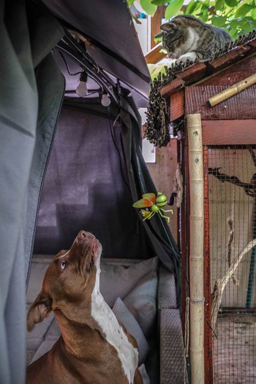 Dušan Džakić vrt koji podseća na džunglu usred Zemuna FOTOGRAFIJE