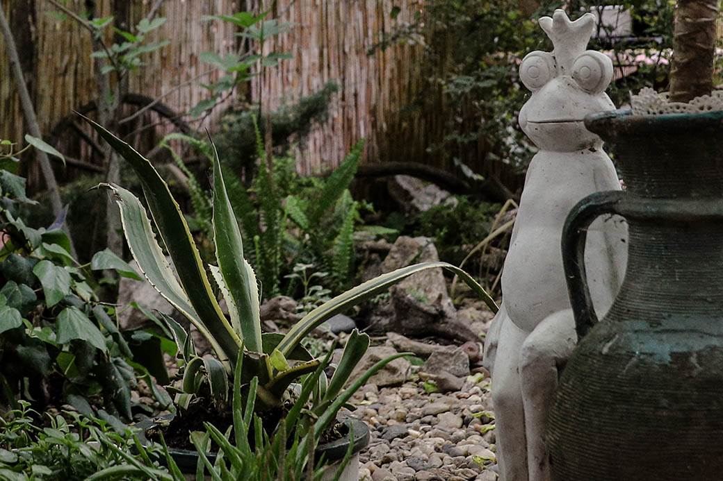 Dušan Džakić vrt koji podseća na džunglu usred Zemuna FOTOGRAFIJE