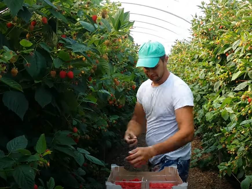 Kako izgleda branje malina u Srbiji