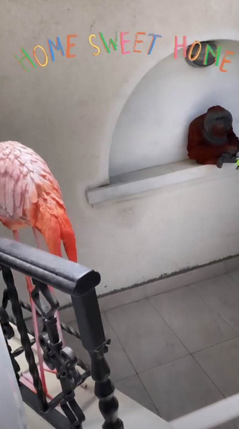 Jelena Karleuša kuća gde živi Jelena Karleuša slike bazena