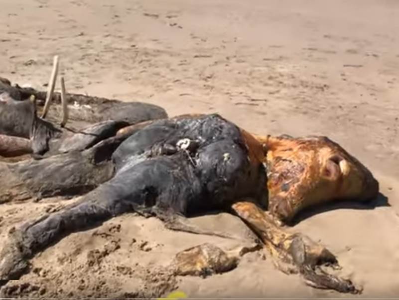  britanija misteriozno biće more izbacilo okean foto video