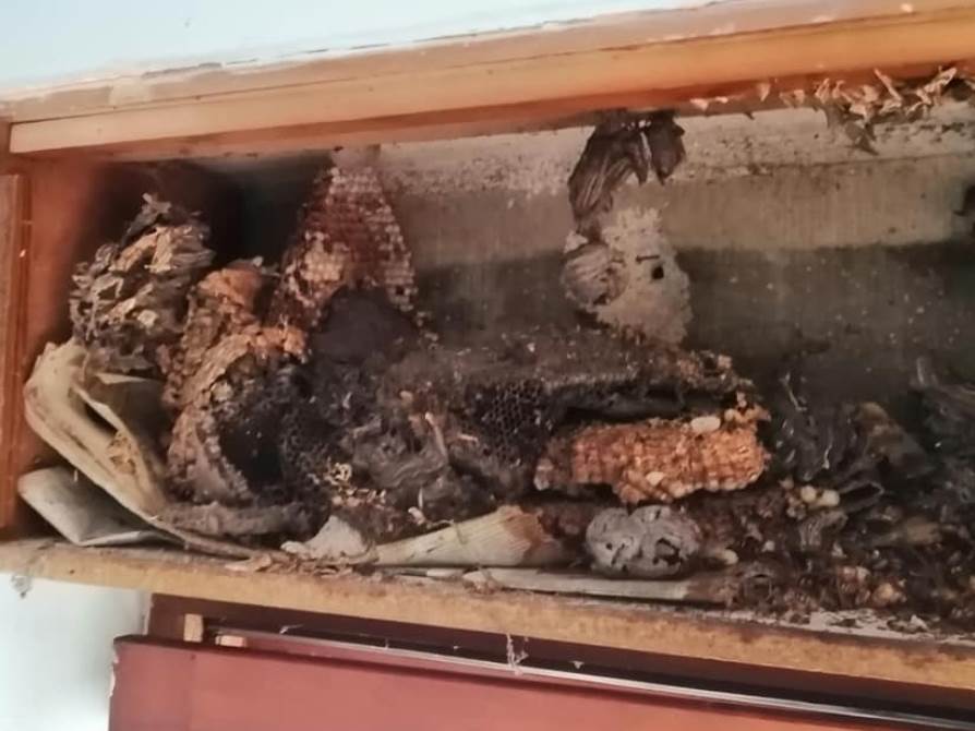 Muškarac jedva preživeo ubod stršljena kod Ivanjice
