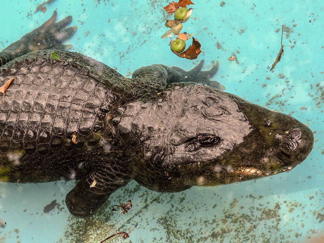 Životna priča aligatora Muje