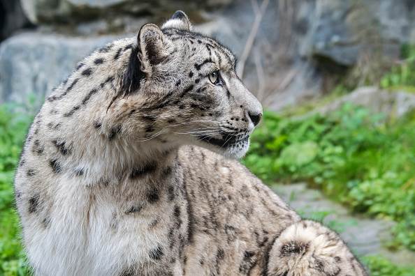 ugrozene-vrste-zivotinja-velike-macke-leopard-tigar-gepard-geografija-izumiranje-priroda