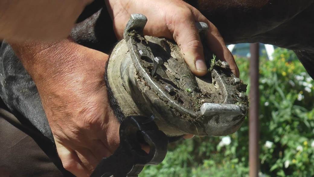 Potkovice izrada potkivač konja Miloš fotogafije
