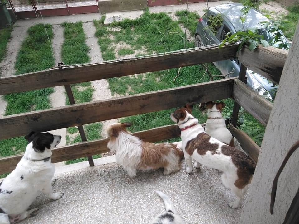 Trovanje pasa otrovani psi u selu Slanci foto