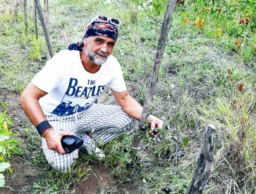 Crni paradajz Topola vrste paradajza