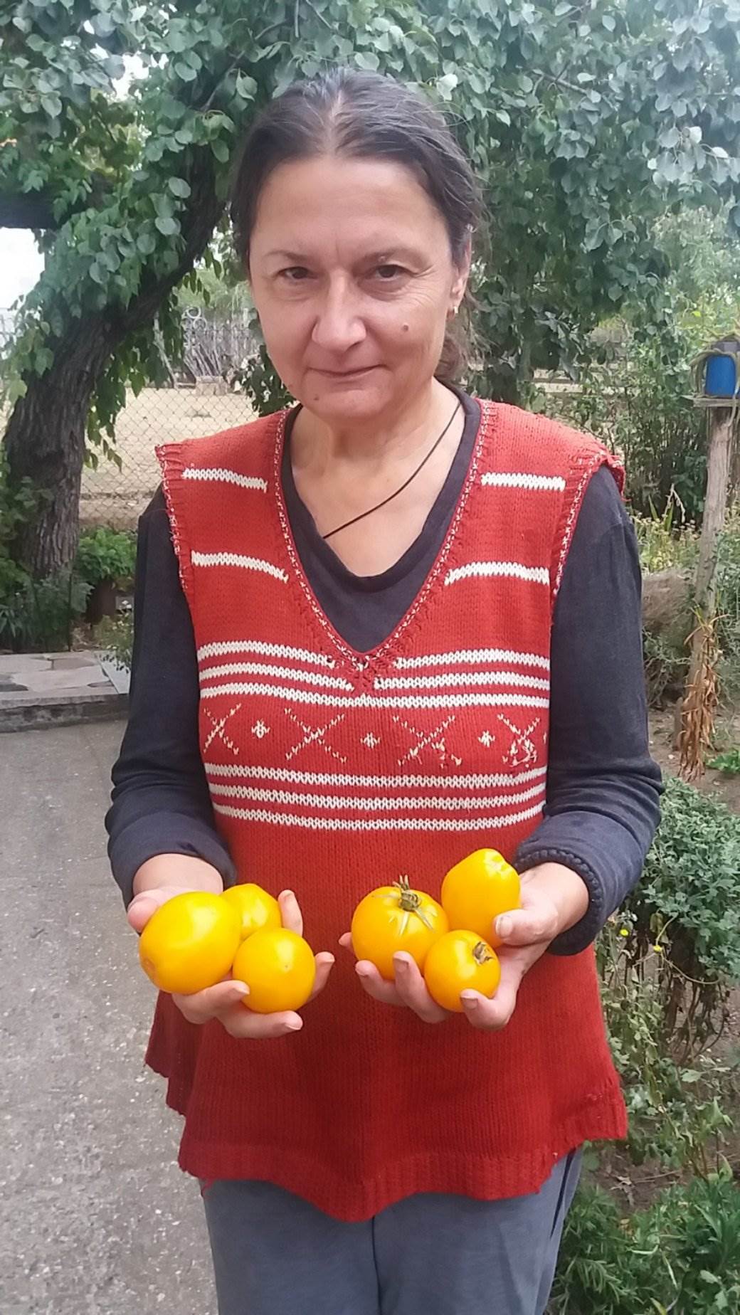 Crni paradajz Topola vrste paradajza