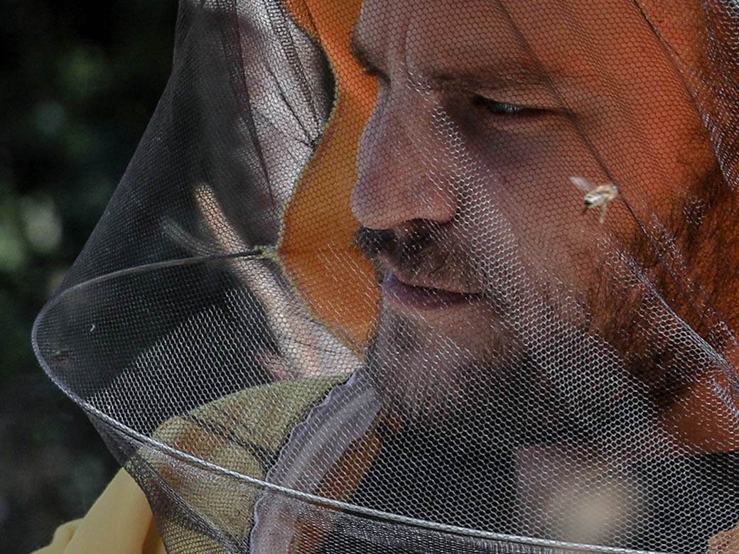 Pčelarstvo pčele u Beogradu med košnice na Dorćolu