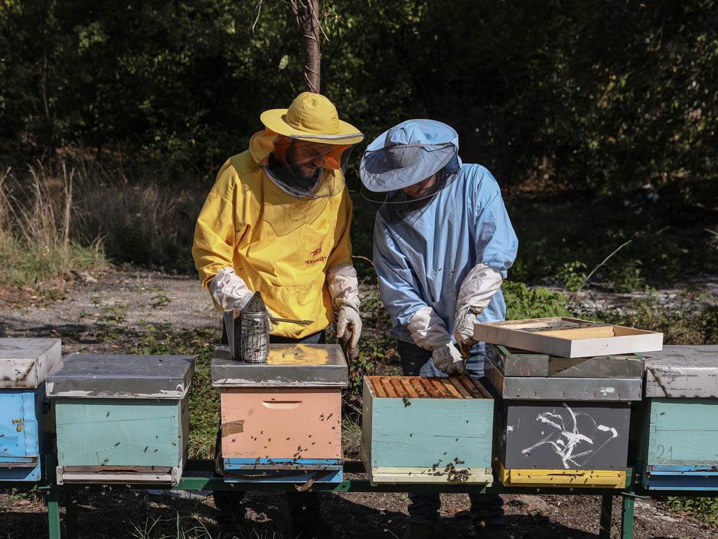 Pčelarstvo pčele u Beogradu med košnice na Dorćolu