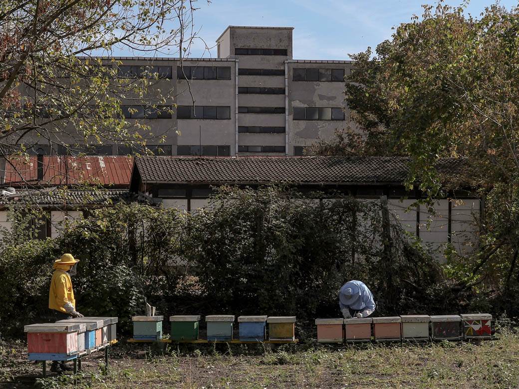 Pčelarstvo pčele u Beogradu med košnice na Dorćolu