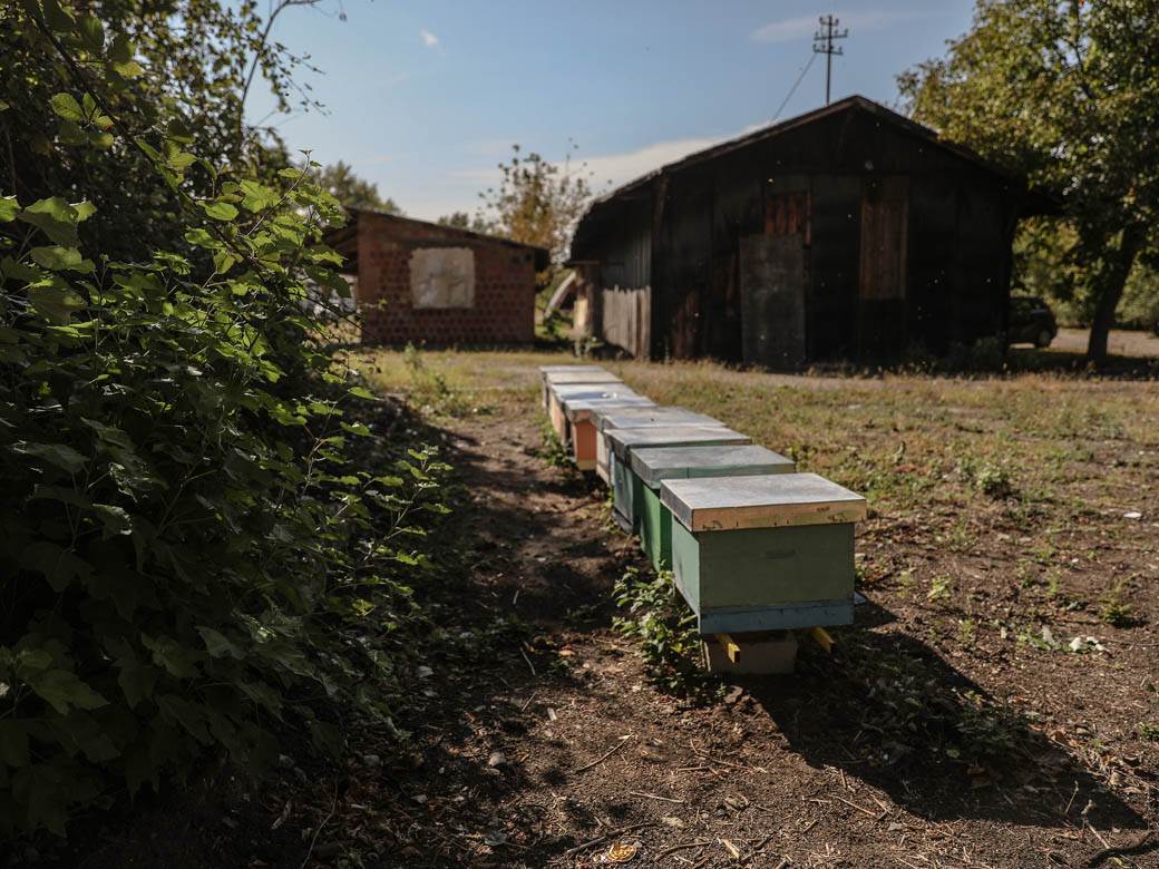 Pčelarstvo pčele u Beogradu med košnice na Dorćolu