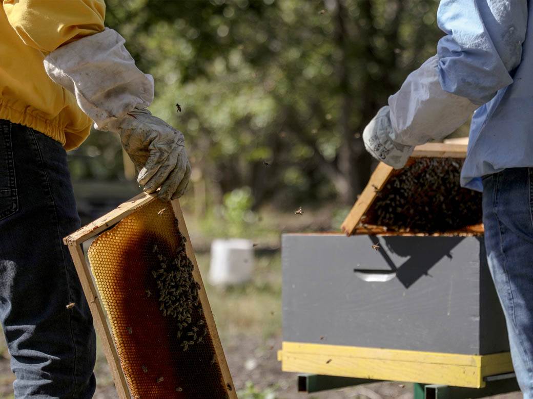Pčelarstvo pčele u Beogradu med košnice na Dorćolu