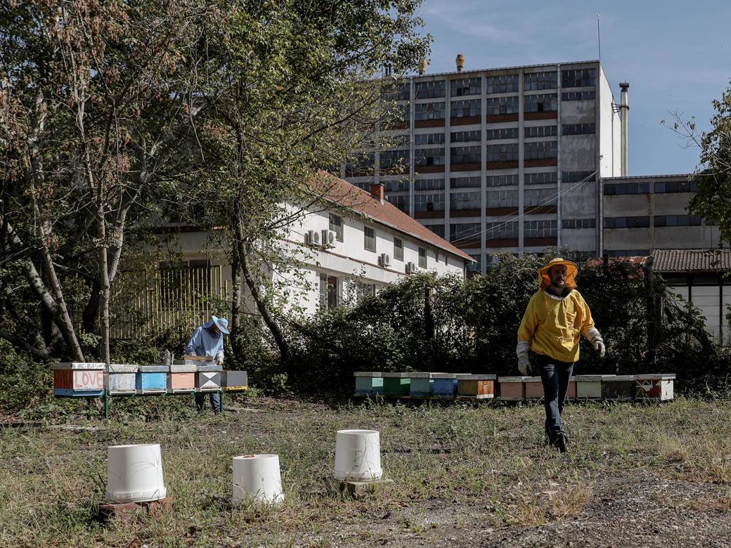 Pčelarstvo pčele u Beogradu med košnice na Dorćolu