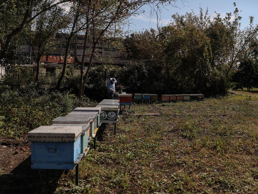 Pčelarstvo pčele u Beogradu med košnice na Dorćolu
