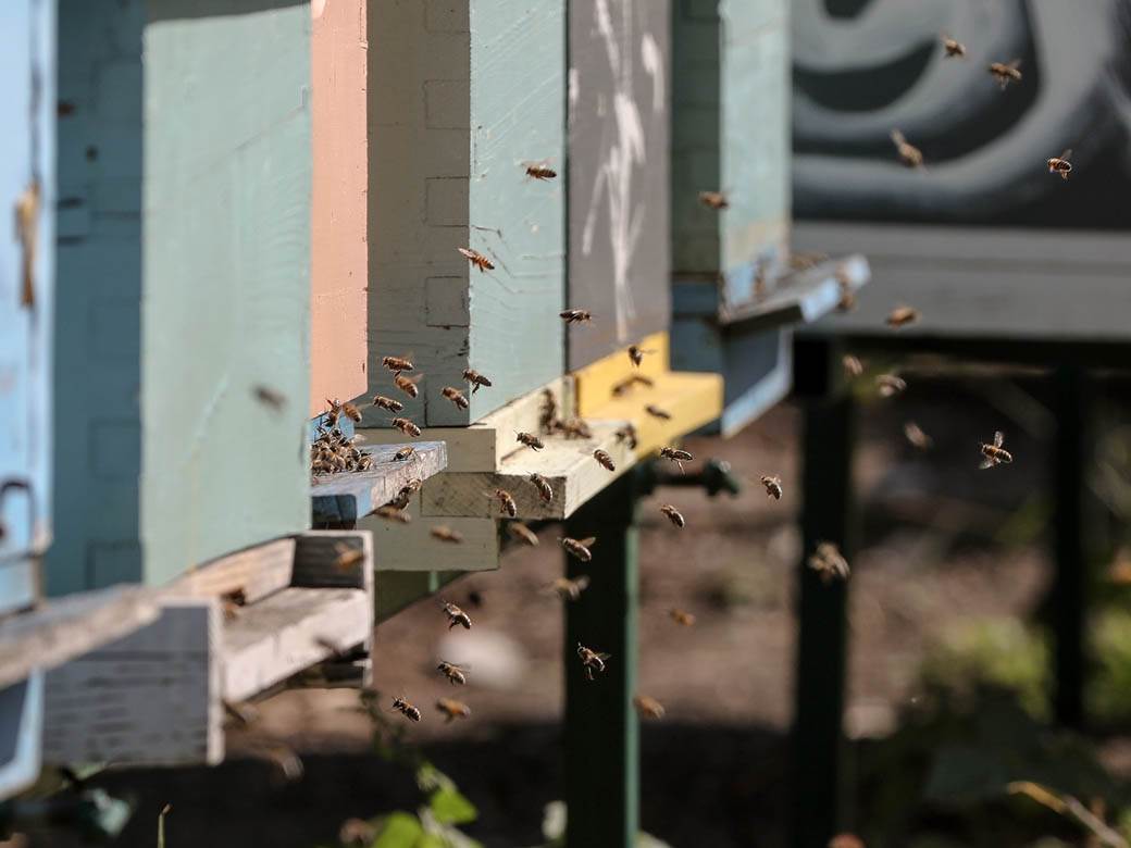 Pčelarstvo pčele u Beogradu med košnice na Dorćolu