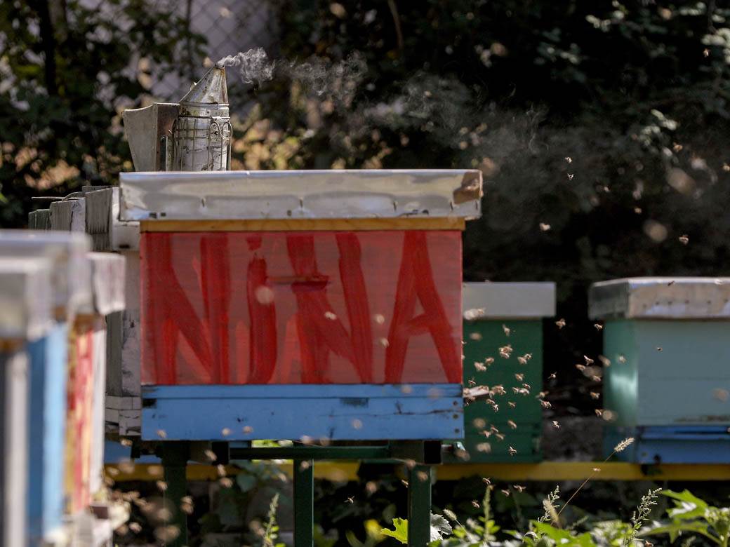 Pčelarstvo pčele u Beogradu med košnice na Dorćolu