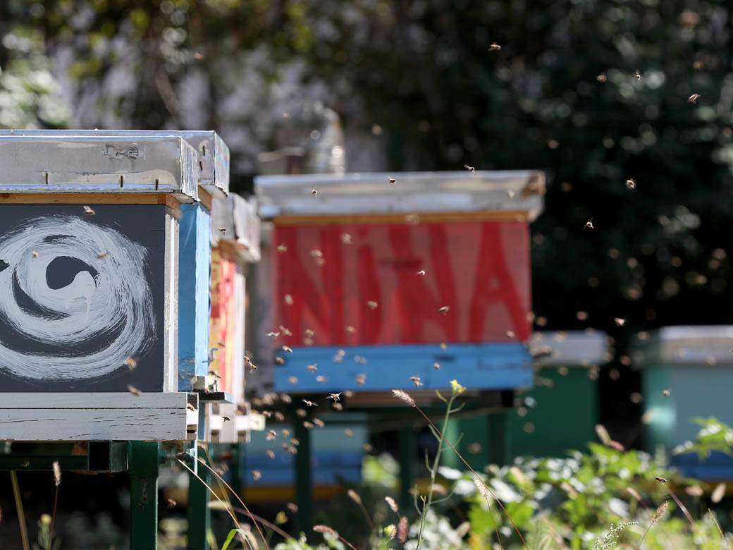 Pčelarstvo pčele u Beogradu med košnice na Dorćolu
