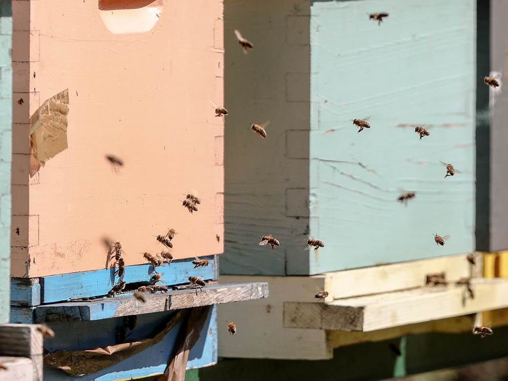 Pčelarstvo pčele u Beogradu med košnice na Dorćolu