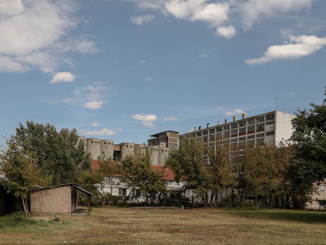 Pčelarstvo pčele u Beogradu med košnice na Dorćolu