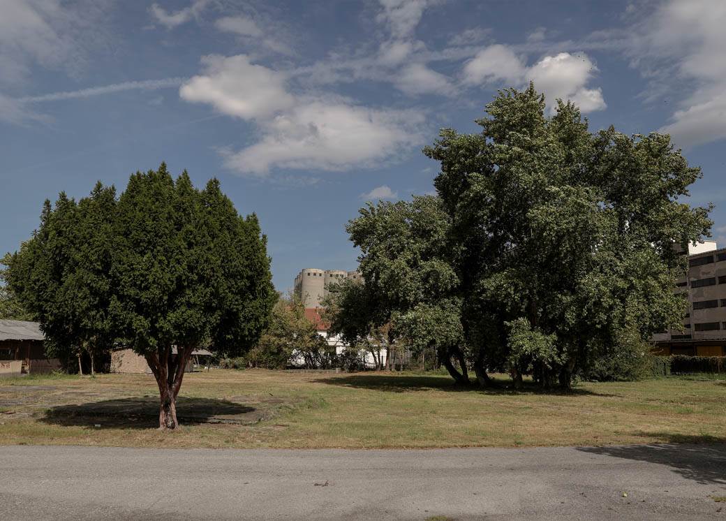 Pčelarstvo pčele u Beogradu med košnice na Dorćolu