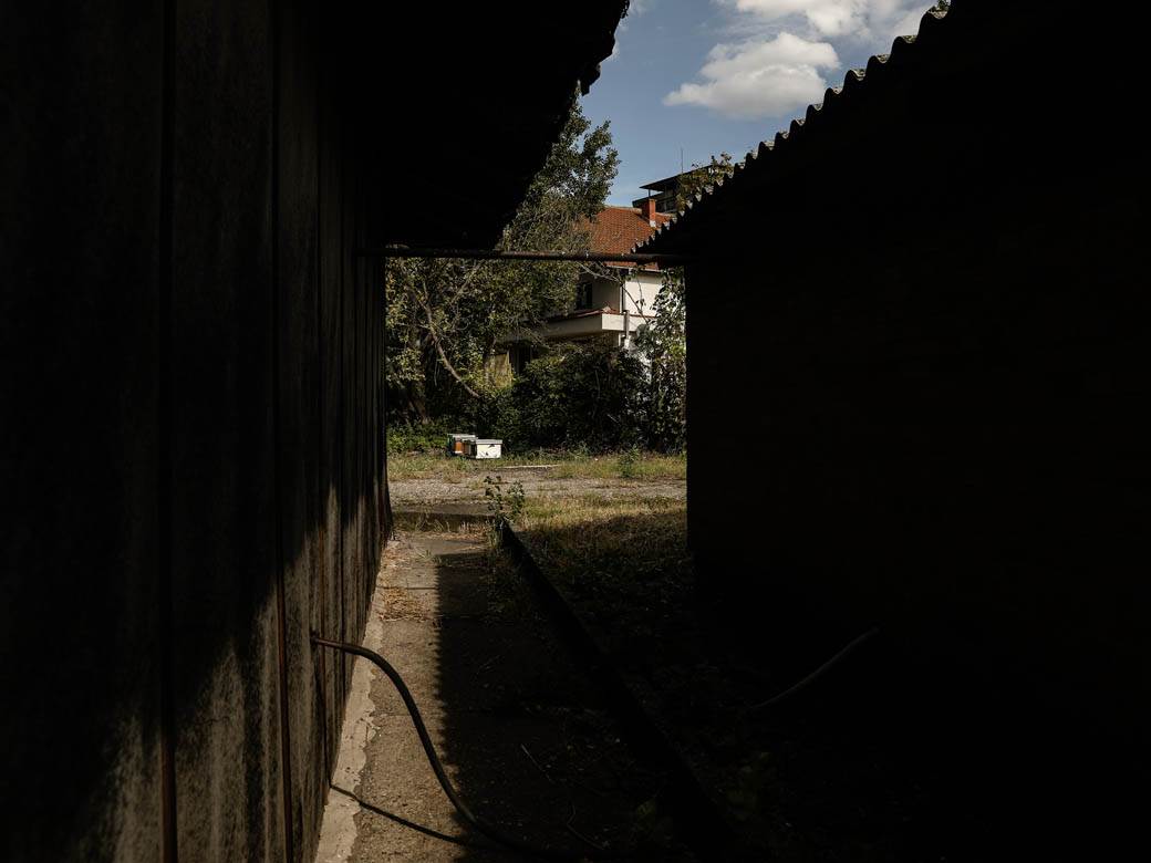 Pčelarstvo pčele u Beogradu med košnice na Dorćolu