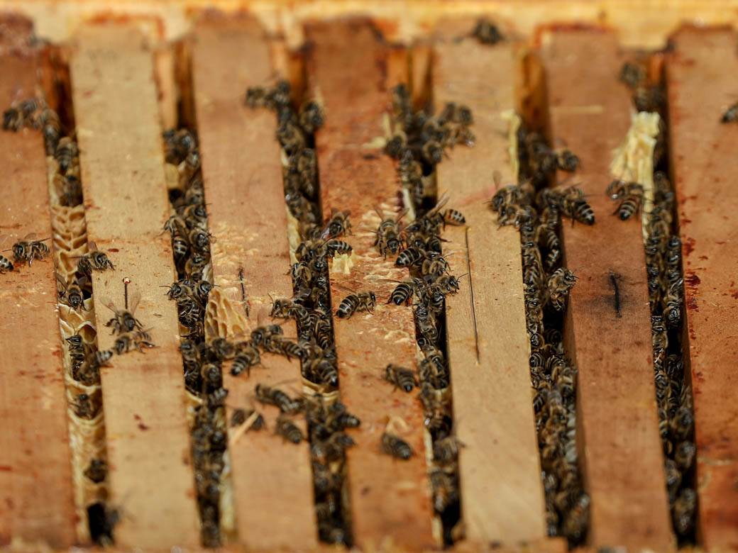 Pčelarstvo pčele u Beogradu med košnice na Dorćolu