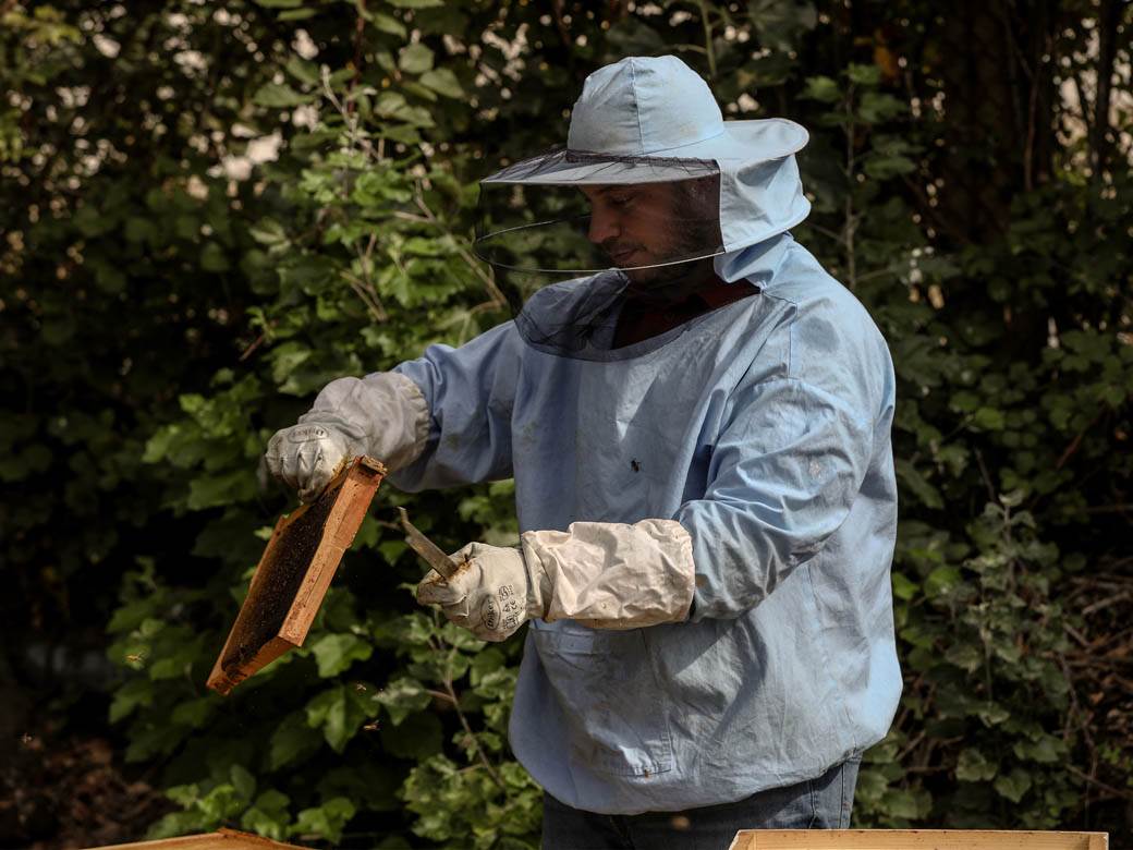 Pčelarstvo pčele u Beogradu med košnice na Dorćolu