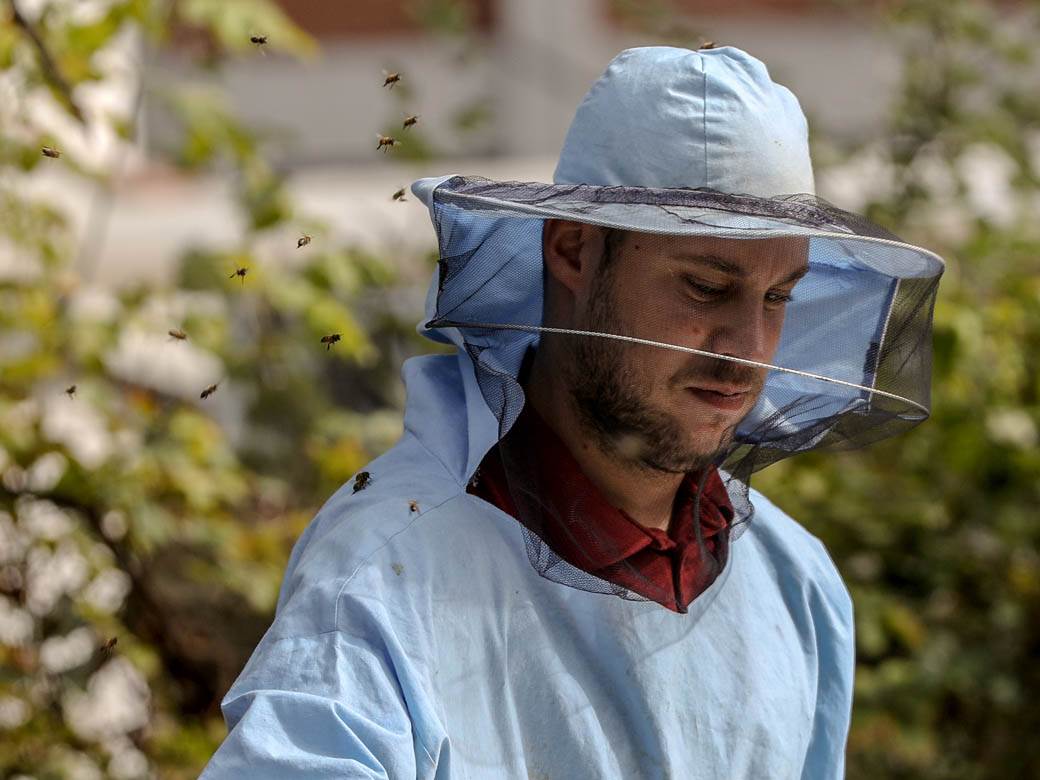 Pčelarstvo pčele u Beogradu med košnice na Dorćolu