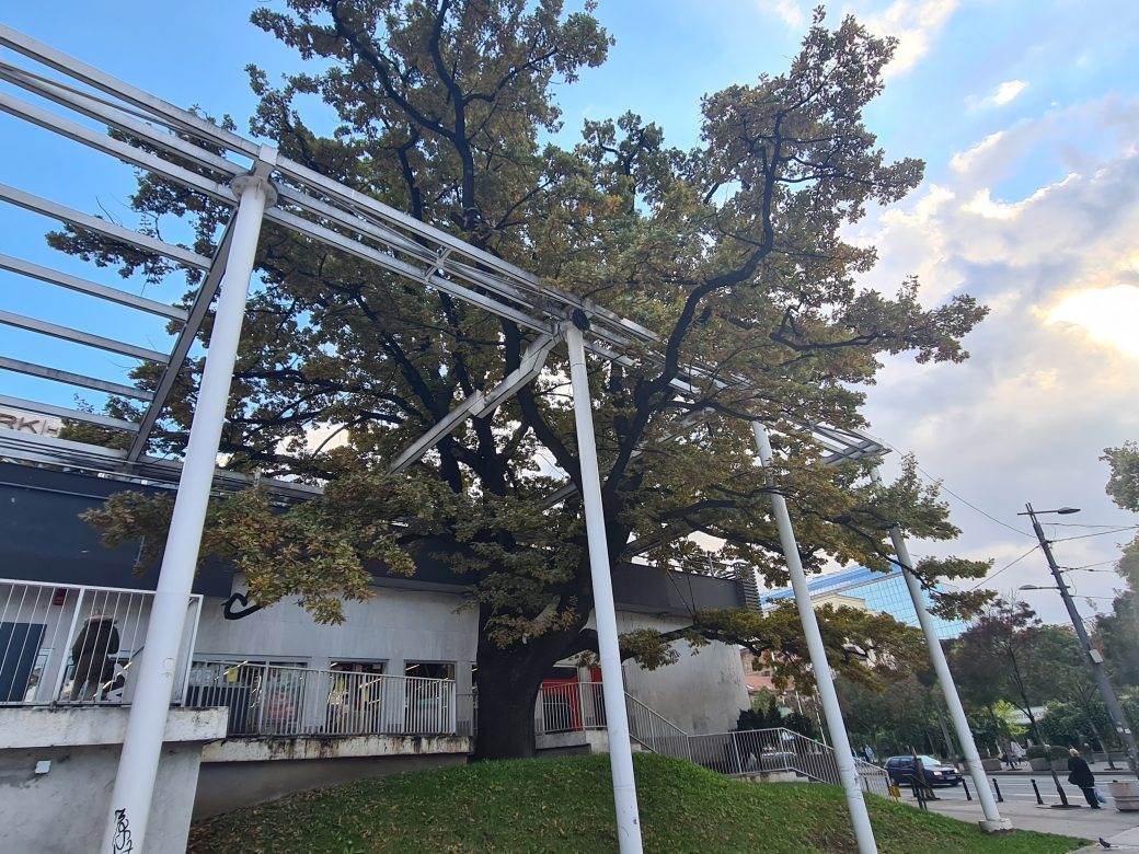 Beograd najstarije drvo na cvetnom trgu