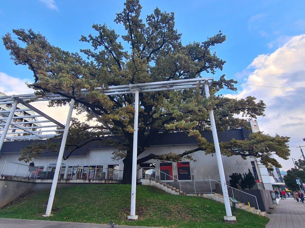 Beograd najstarije drvo na cvetnom trgu