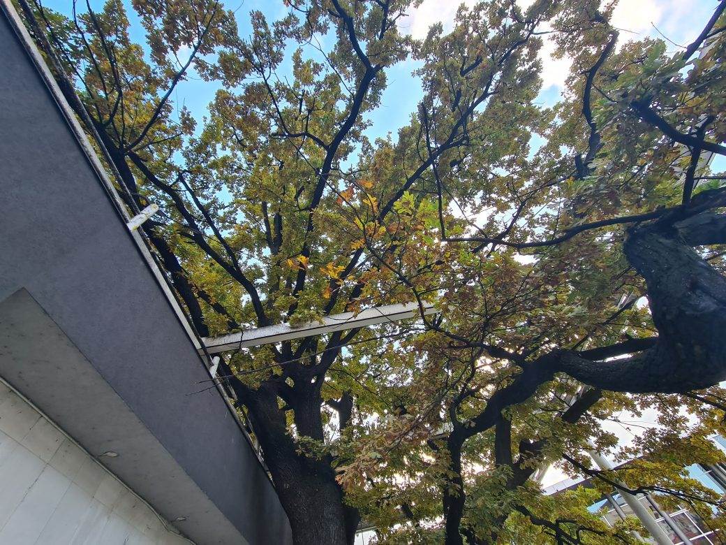 Beograd najstarije drvo na cvetnom trgu